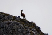 In Söc di Agnei (Cima degli Agnelli), detta anche Cima Camplano (2057 m) il 9 maggio 2015 - FOTOGALLERY